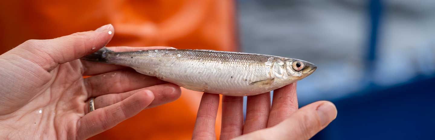 Kalix Löjrom – Bottenvikens mytomspunna guld
