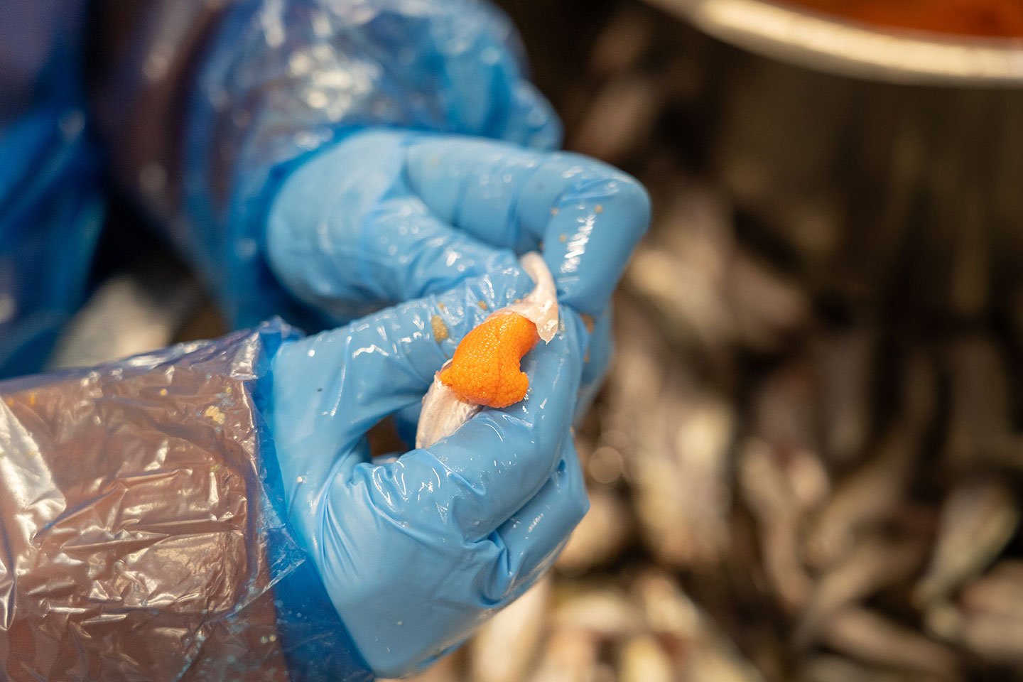 Bild 1. Fisken sorteras. Bild 2. Romsäckarna kläms ut för hand. Bild 3. Rommen sköljs.