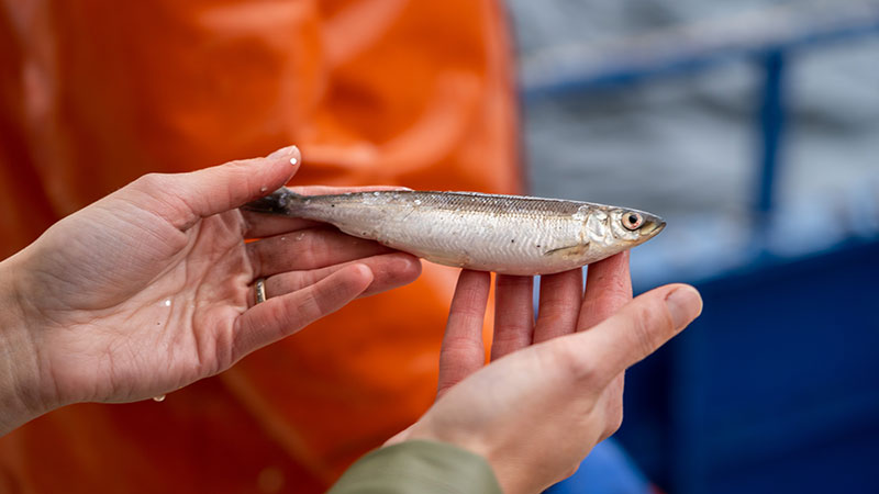 Kalix Löjrom – Bottenvikens röda guld