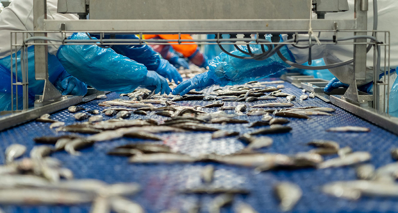 Bild 1. Fisken sorteras. Bild 2. Romsäckarna kläms ut för hand. Bild 3. Rommen sköljs.
