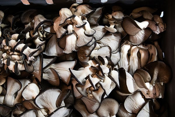 Svamp från Mushu Mushrooms.