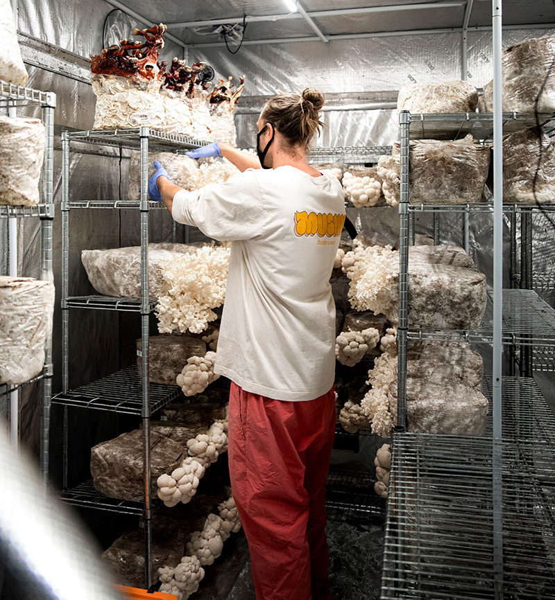 Svampodlingen på Mushu Mushrooms.