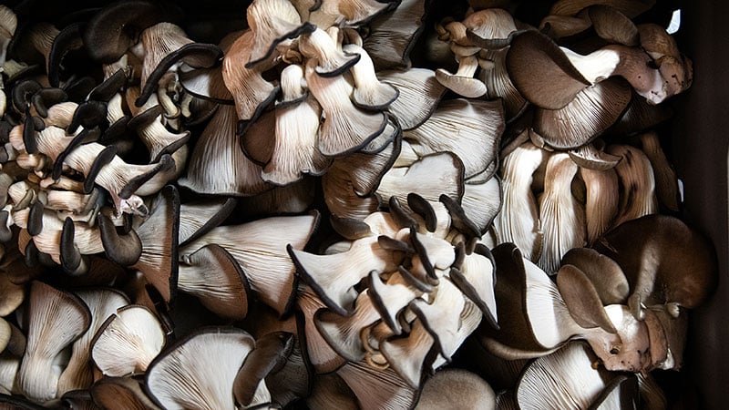 Mushu Mushrooms bakom exklusiva matsvampar