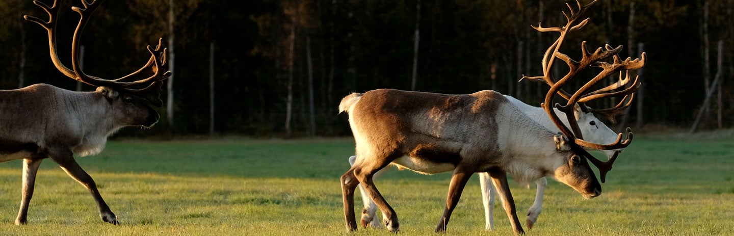 Njálgies – smak och tradition från Arvidsjaur