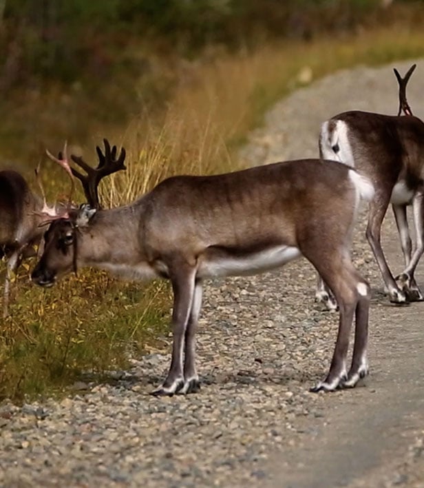 Rolle Sandgren och Gustav Lundgren brinner för rennäringen och ser en stor potential för ren som råvara i restaurangköken. 