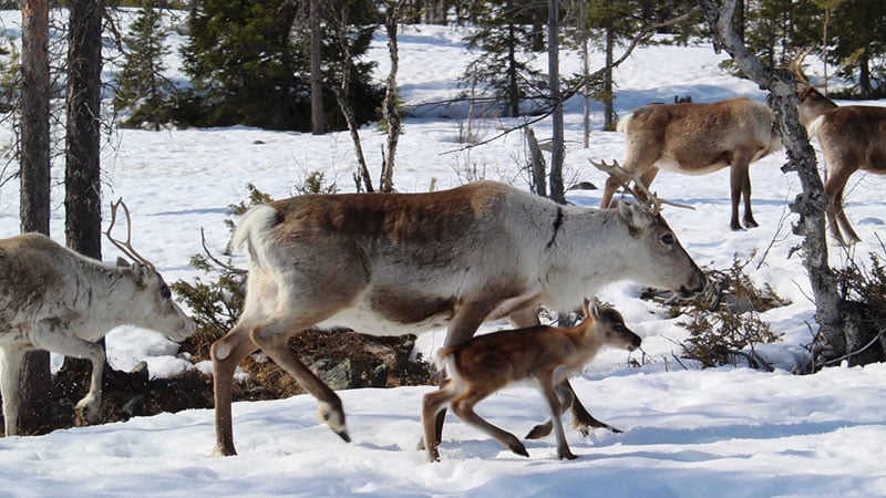 Njálgies – smaker från från Arvidsjaur