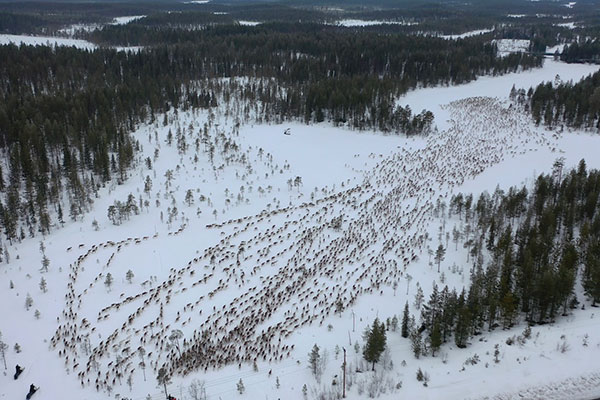 Renvandring, Arvidsjaur. 