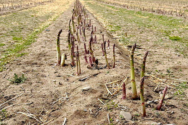 Odling av sparris på Österlen Sparris.