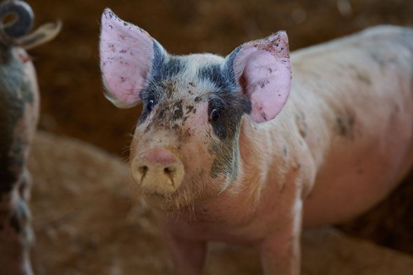 Gris på Rosersbergs gård. 