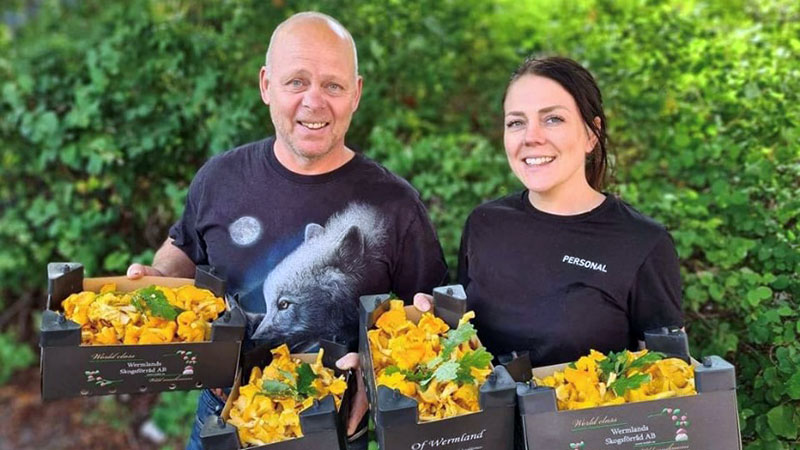 Wermlands skogsförråd – världsledande inom skogssvamp