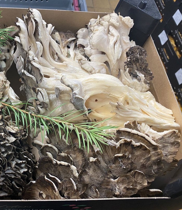 Wermlands skogsförråd levererar en rad olika svampsorter till restauranger i Sverige, Europa och Nordamerika. Kantarell, korallticka och Karl-Johan är några exempel.