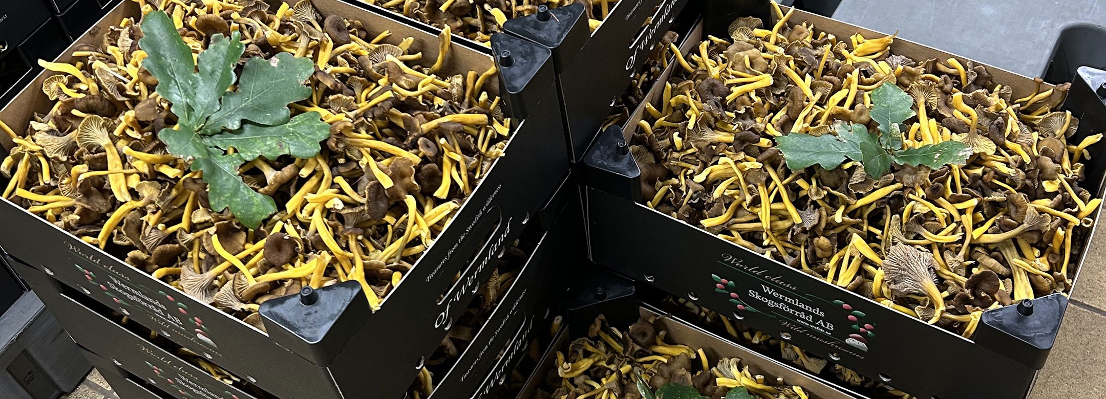Wermlands skogsförråd – världsledande inom skogsvamp