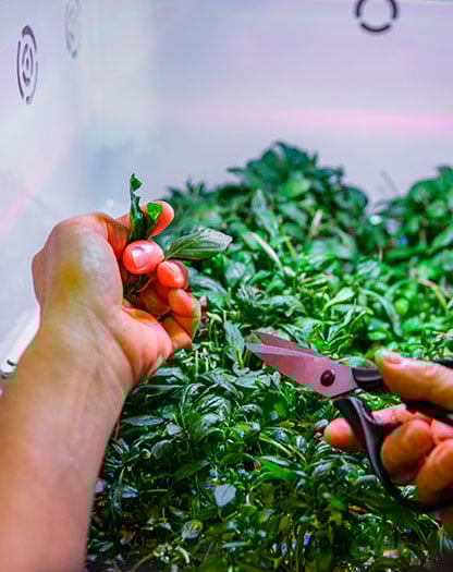 Med hydroponiska odlingsskåp från Hydroponic kan du odla färska örter, sallader och bladgrönt direkt i ditt kök – året runt.